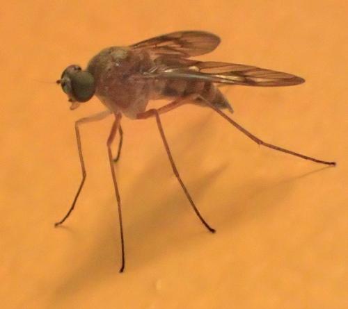 Chrysopilus laetus